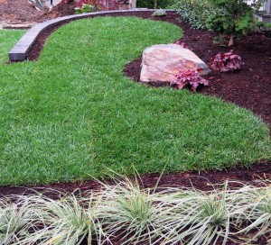 Tall Fescue Lawn