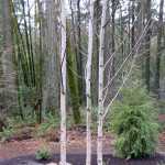 Himalayan White Birch