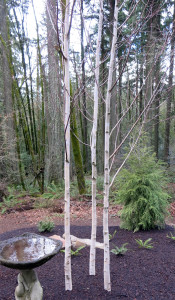 Himalayan White Birch