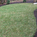 Tall fescue lawn